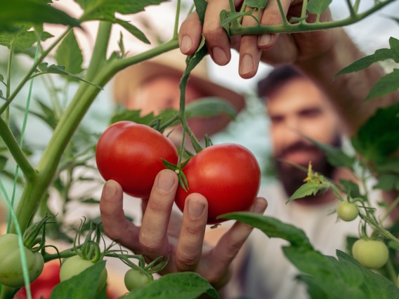 Genomics Thermotolerant Tomato