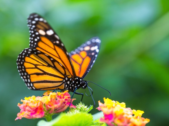 Image of a monarch butterfly on a flower