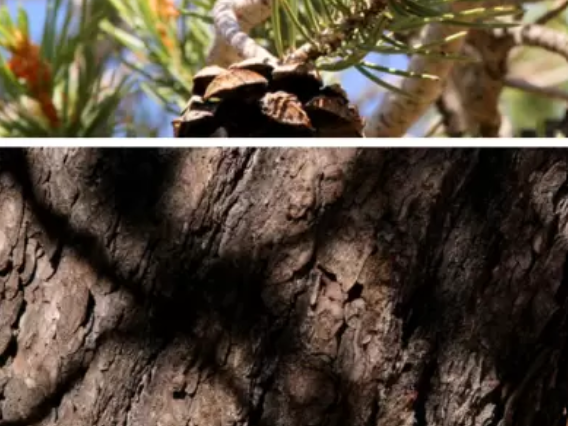 Split mage of a ponderosa pine trunk (below) with a pine branch (above) 