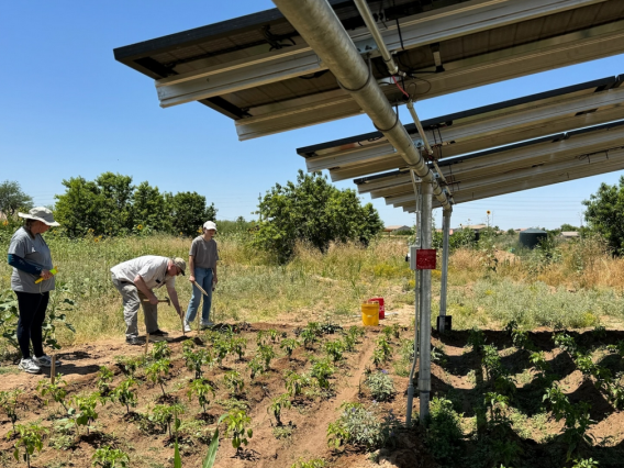 Three individuals viewing crops planted under solar panels