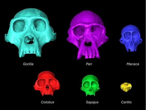 Image of six different primate skulls labeled with genus and highlighted in sid different bright colors. 