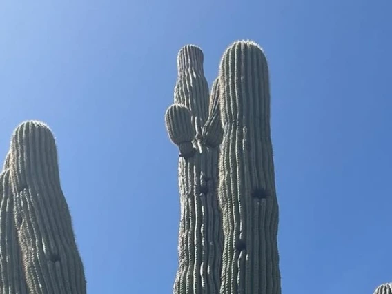 An image of a Saguaro Cactus