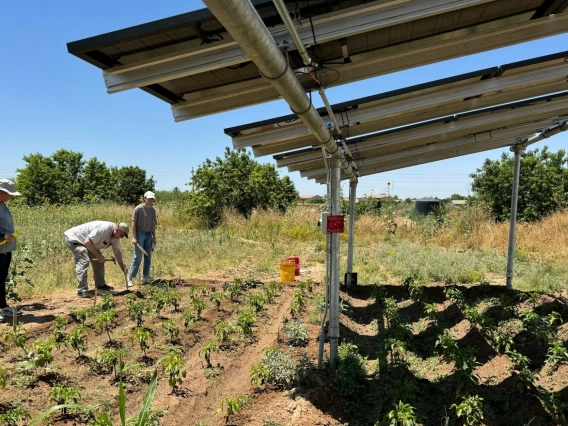 Rows of crops grow under solar panels while farmers work on the side of Spaces of Opportunity’s agrivoltaic plot in Phoenix. Photo courtesy of Sarah Bendok