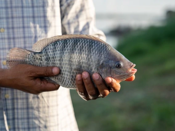 Tilapia_shutterstock