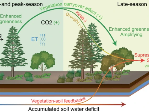 Fig. 1. Schematic representation of the seasonal greenness trajectory scenarios that capture the strength and directions from enhanced early- and peak-season greenness to late-season greenness