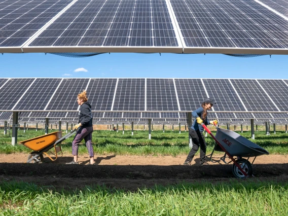 Brittany Staie, with the National Renewable Energy Laboratory, gathers samples of vegetables that are being grown at the NREL agrivoltaic solar garden in Golden, Colo. Credit: Werner Slocum/NREL