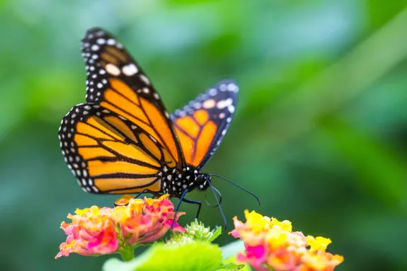 Image of a monarch butterfly on a flower