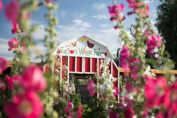 Cultivate & Evaluate - Tucson Village Farm VIP Team