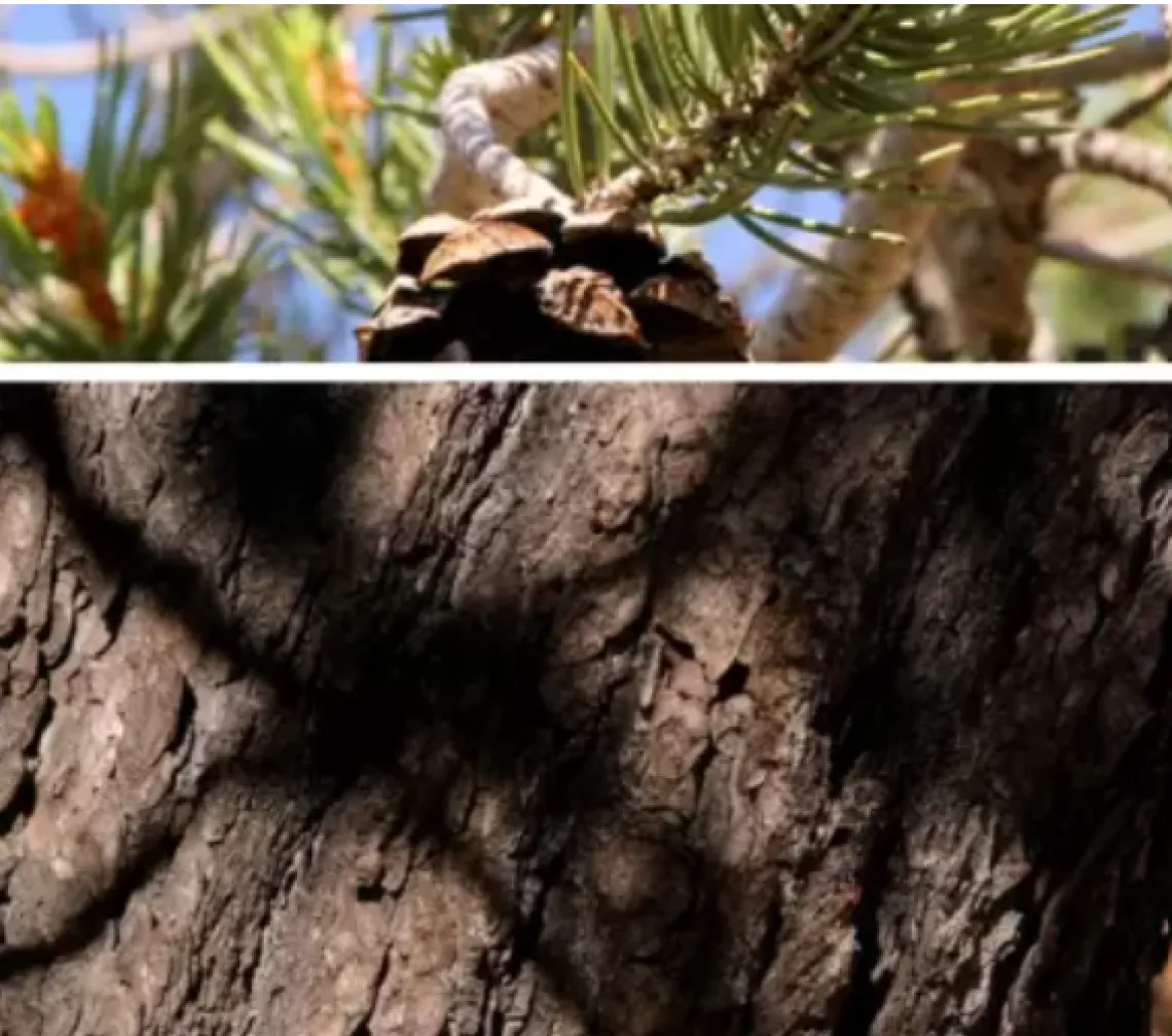 Split mage of a ponderosa pine trunk (below) with a pine branch (above) 