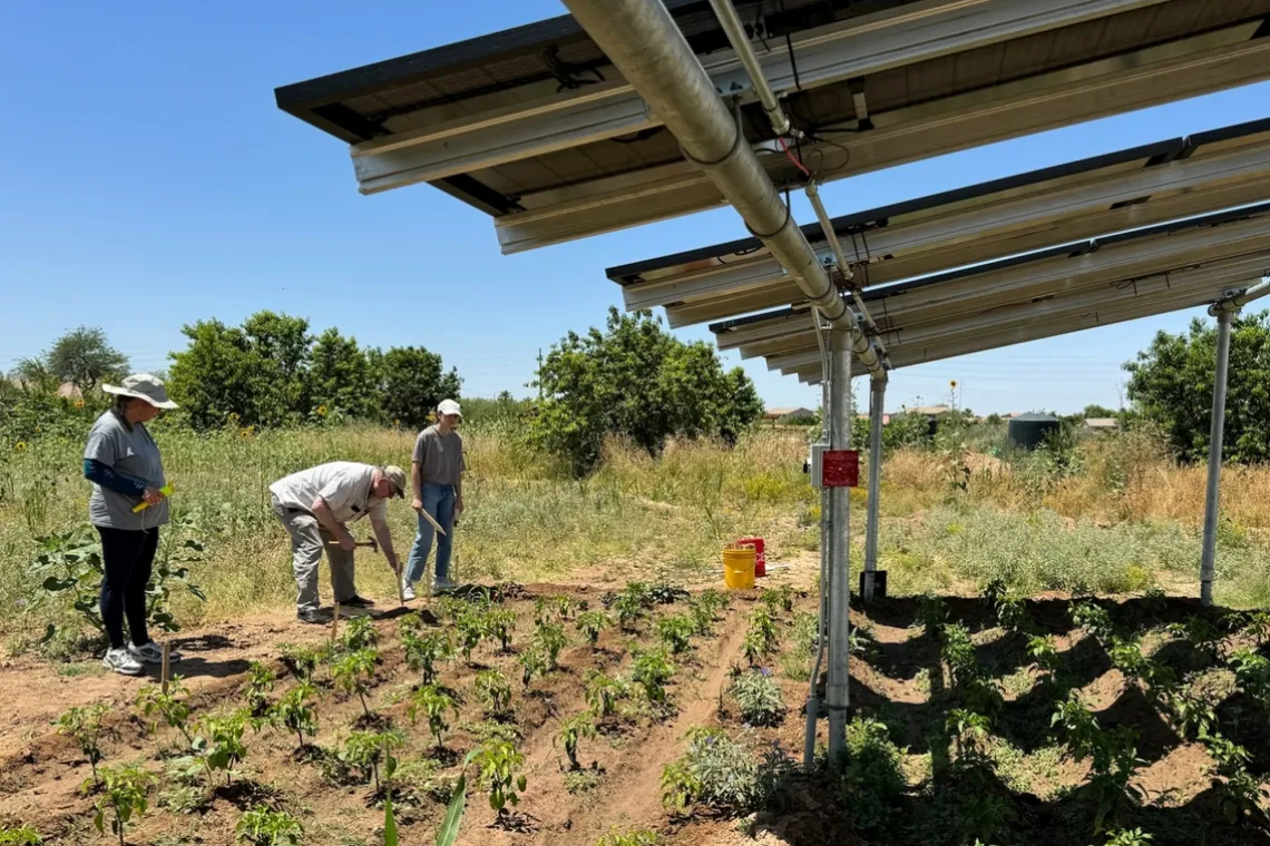 Three individuals viewing crops planted under solar panels