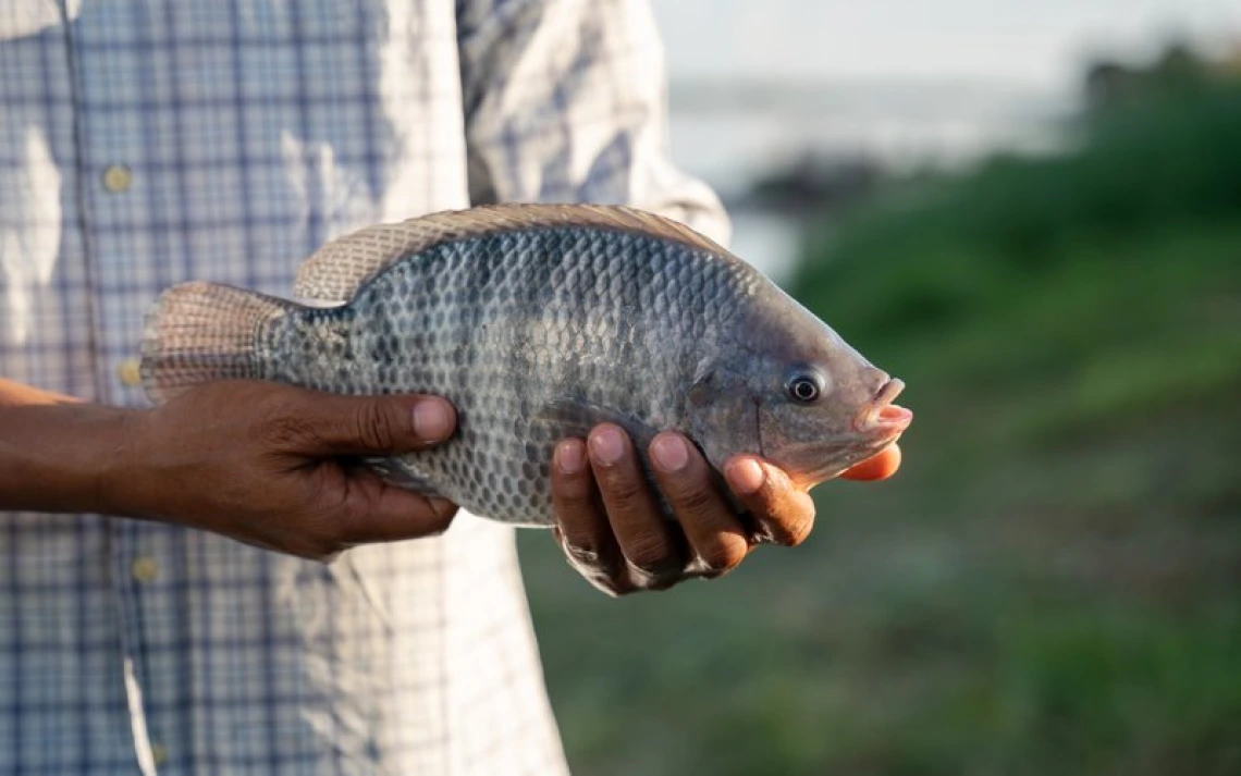 Image of a person holding a tilapia fish