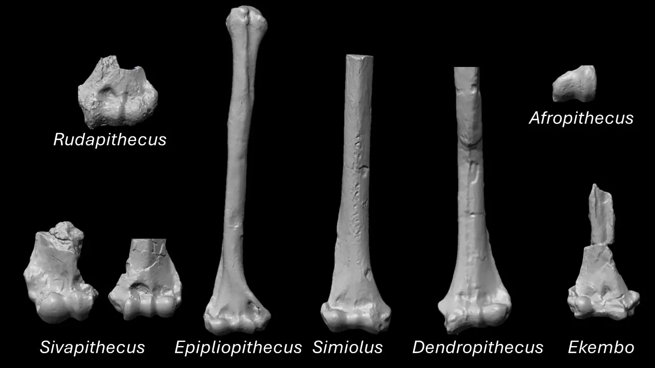 Image of eight different primate longbones labeled with genus designations