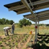 Three individuals viewing crops planted under solar panels